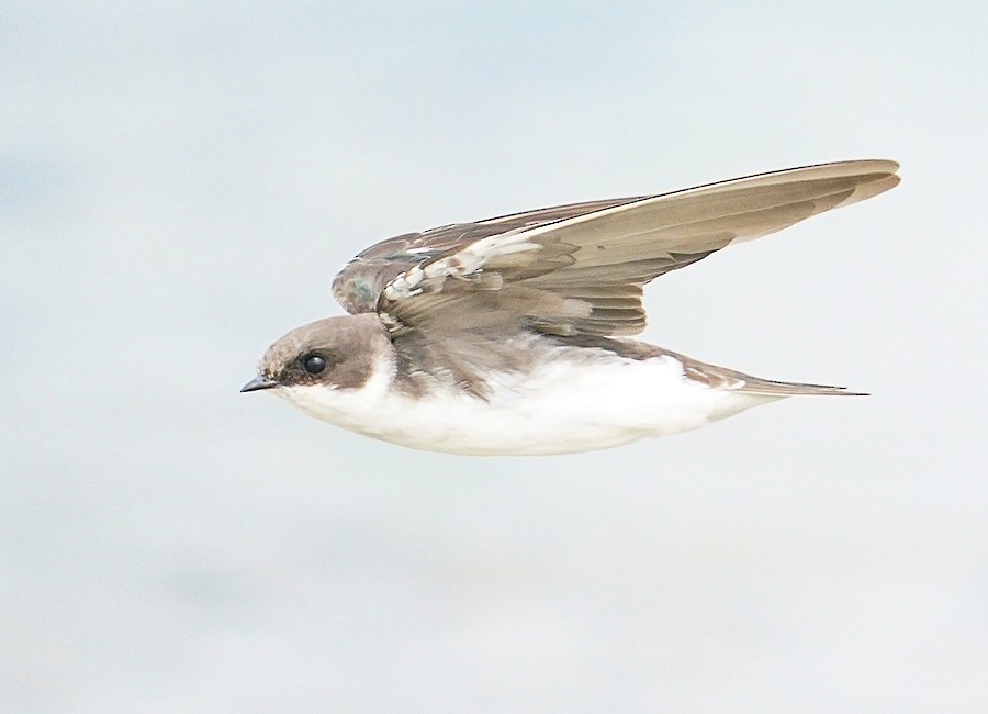 Golondrina Bicolor - ML484671401