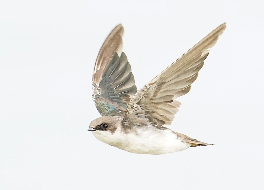 Golondrina Bicolor - ML484671411