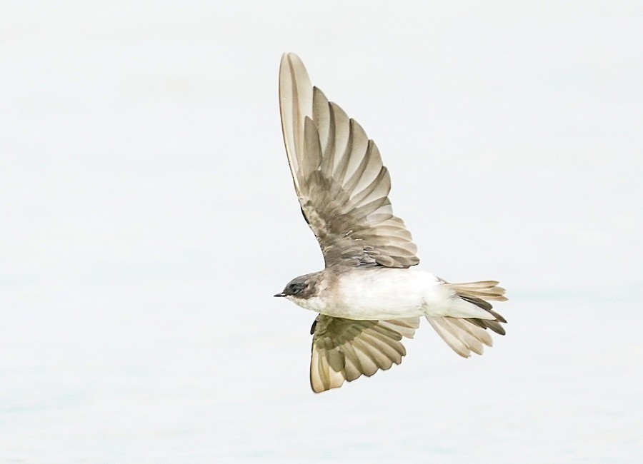 Golondrina Bicolor - ML484671421