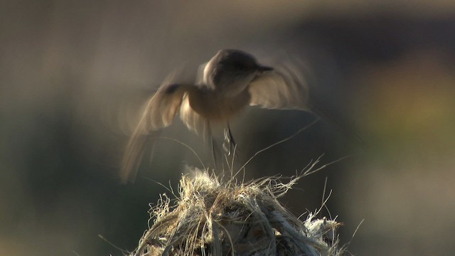 Say's Phoebe - ML484672