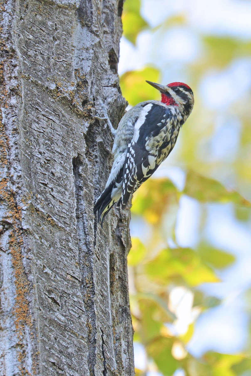 Red-naped Sapsucker - Nathan Wall