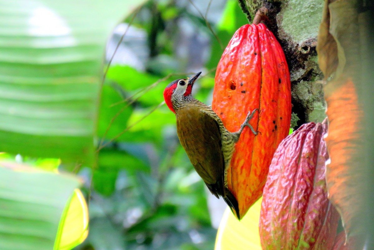 Golden-olive Woodpecker - ML48467231