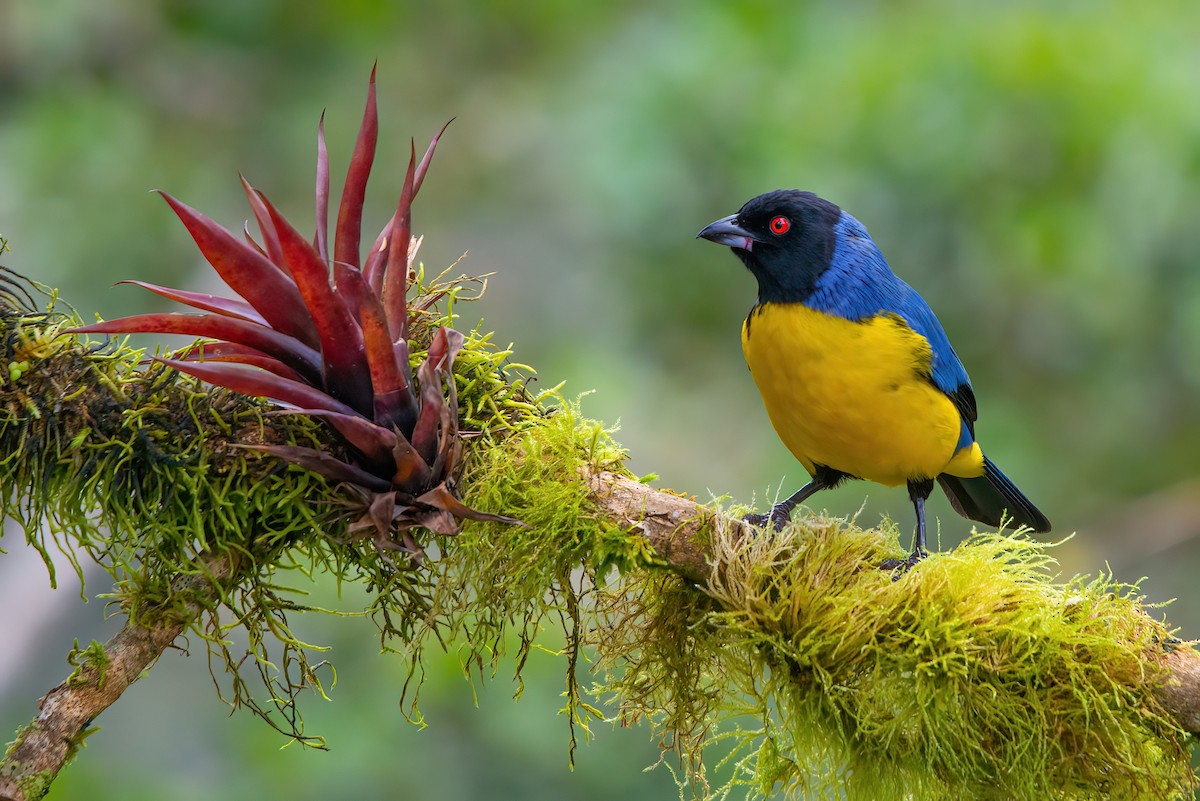 Hooded Mountain Tanager - Jaap Velden