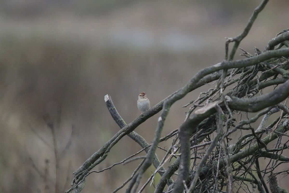 Chipping Sparrow - ML484673421