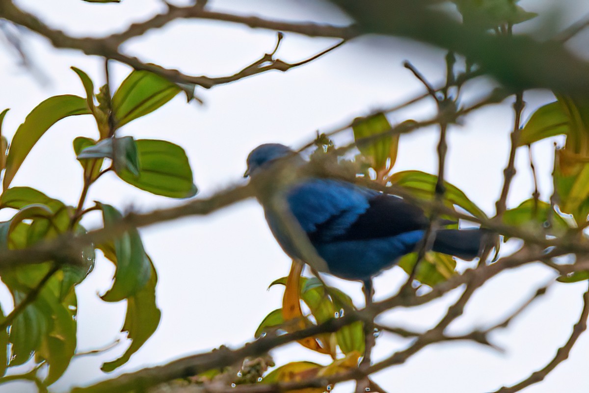 Blue-and-black Tanager - ML484674011