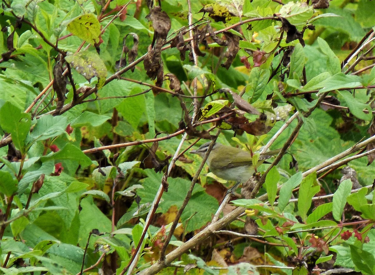 Red-eyed Vireo - ML484674481