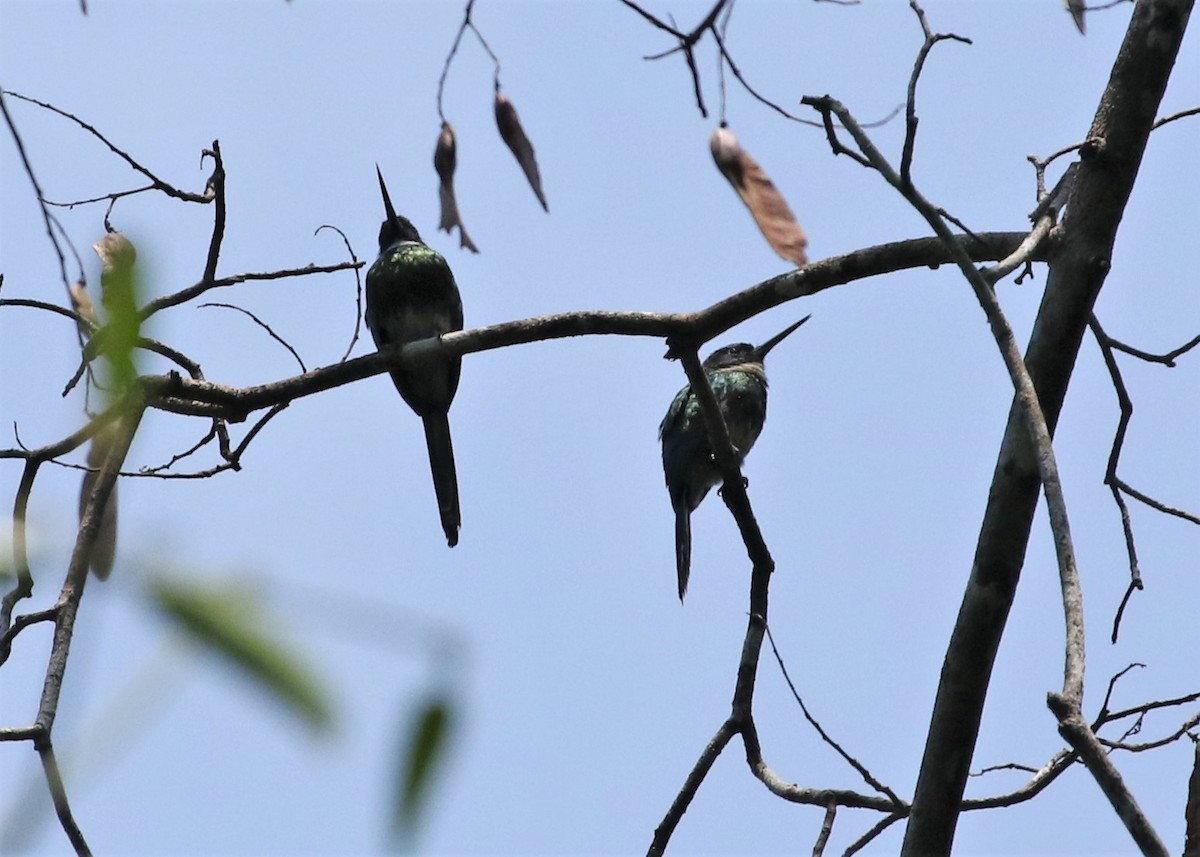 Jacamar à ventre blanc - ML484674941