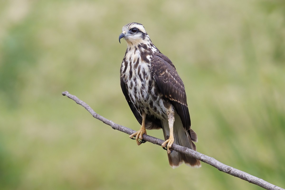 Snail Kite - ML484675491
