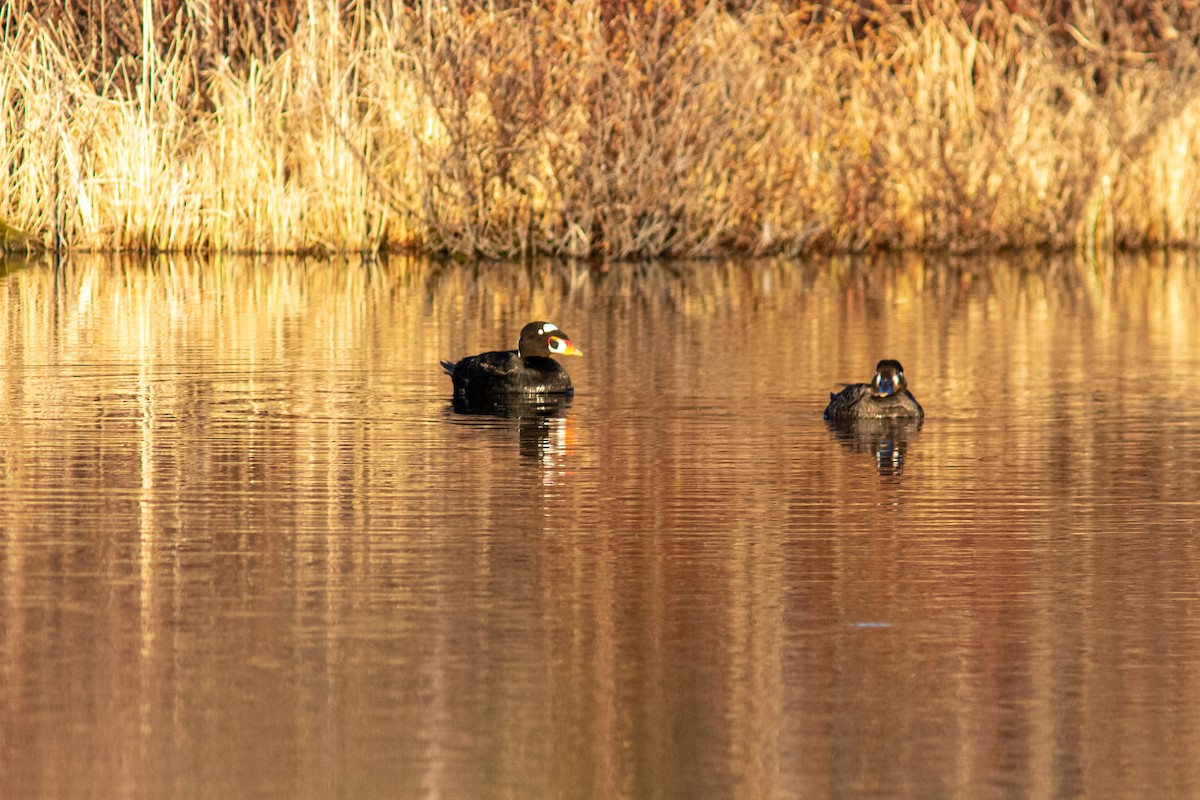 Surf Scoter - ML484676541