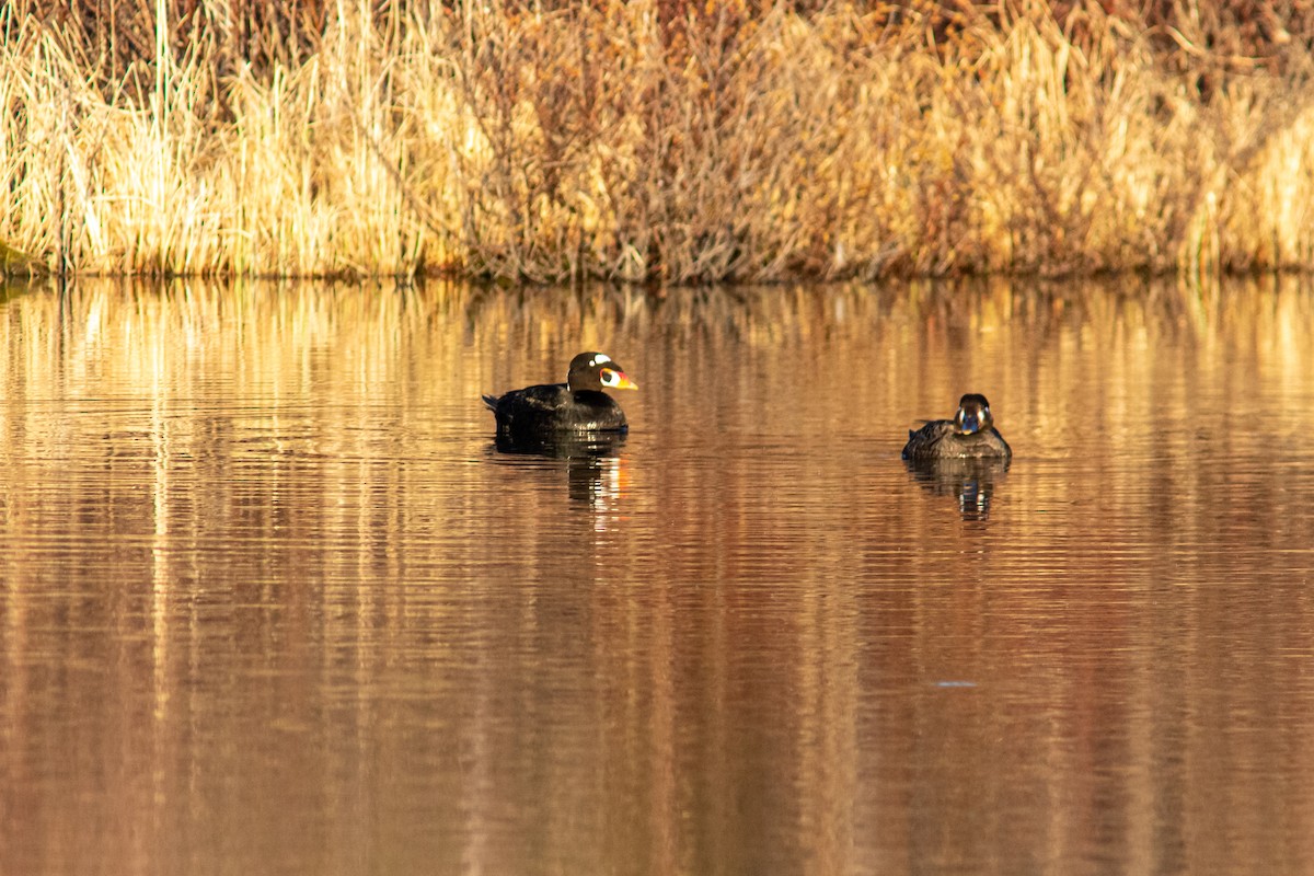 Surf Scoter - ML484676541