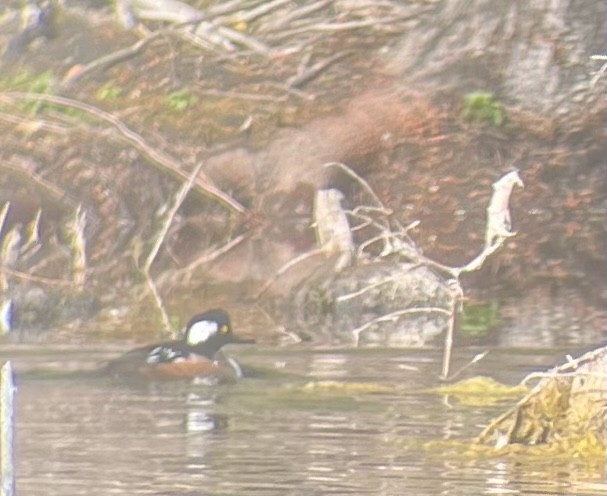 Hooded Merganser - ML484676721