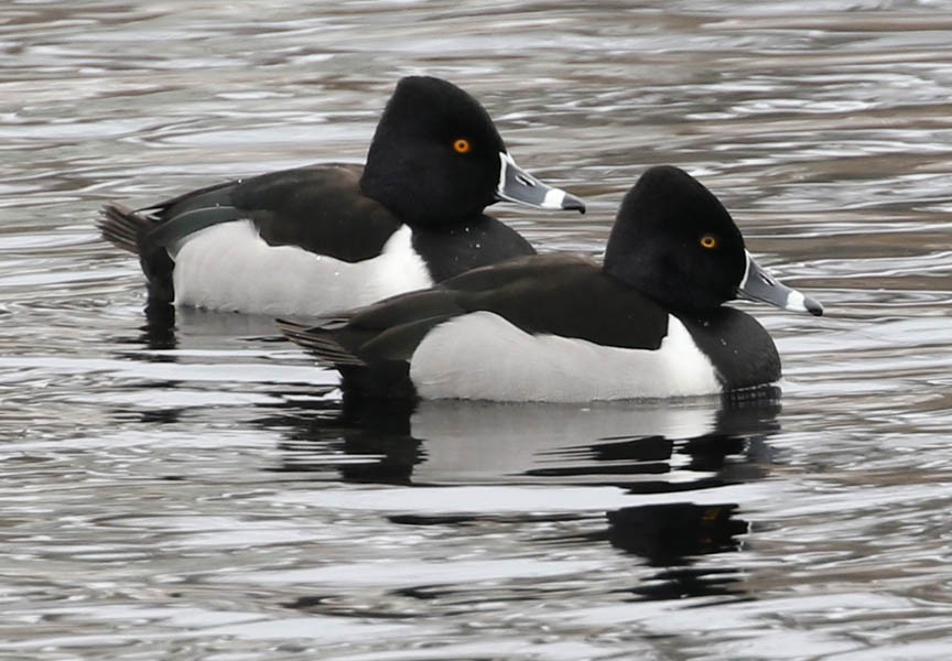 Ring-necked Duck - Mark Dennis