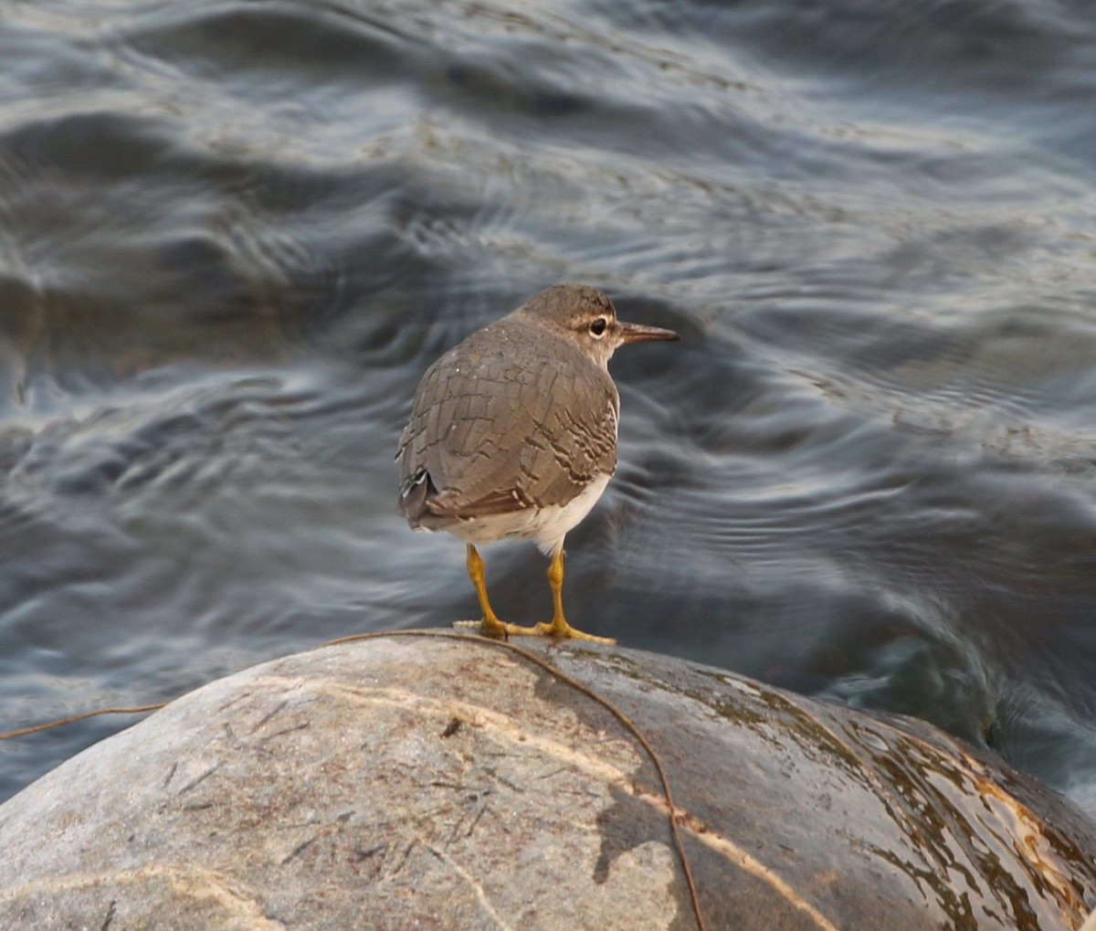 Spotted Sandpiper - ML484677791