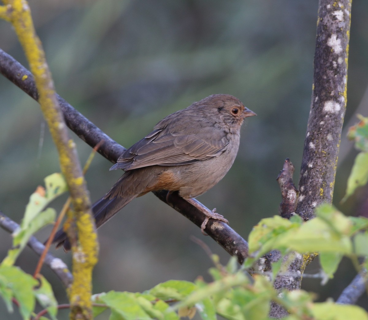 California Towhee - ML484677891