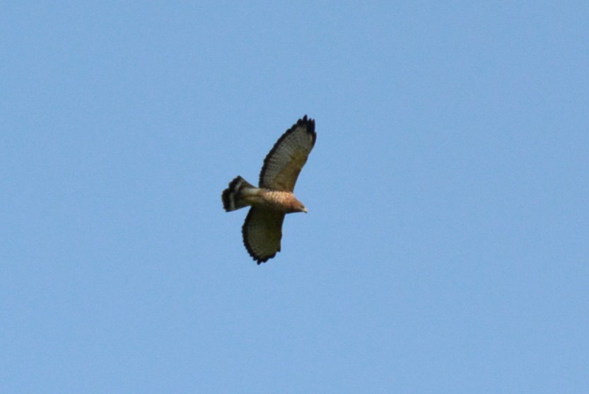 Broad-winged Hawk - Yolie Mauriz