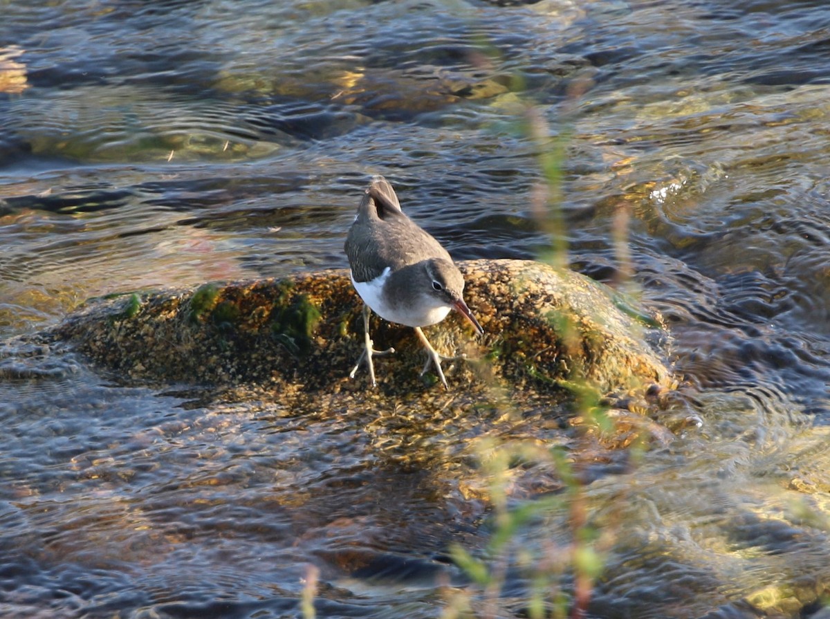 Spotted Sandpiper - ML484680831