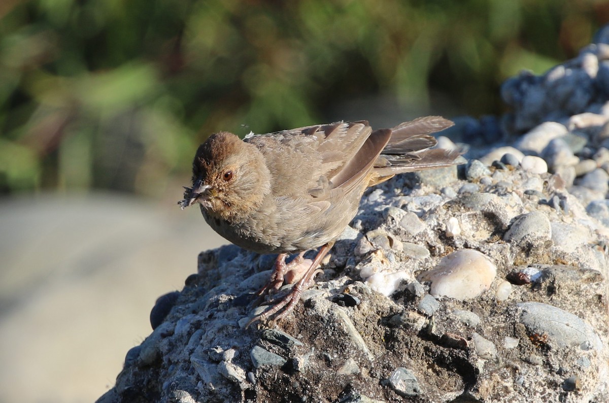 California Towhee - Kevin Thomas