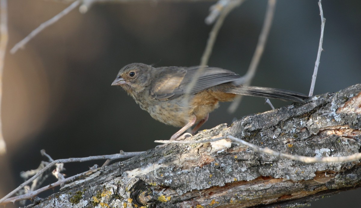 California Towhee - ML484681061