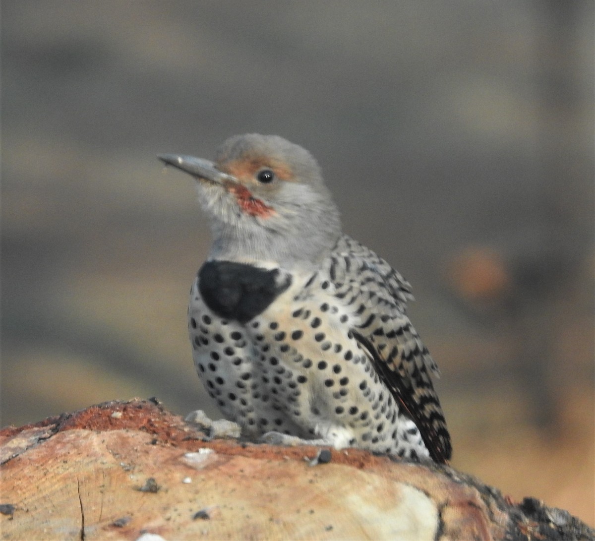 Northern Flicker - ML484683151