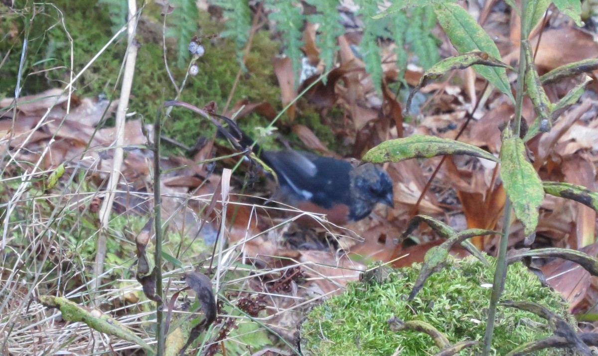 Eastern Towhee - ML484684071