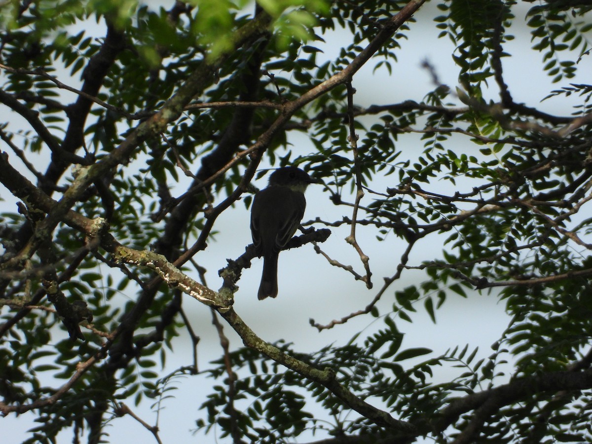 Eastern Phoebe - ML484684341