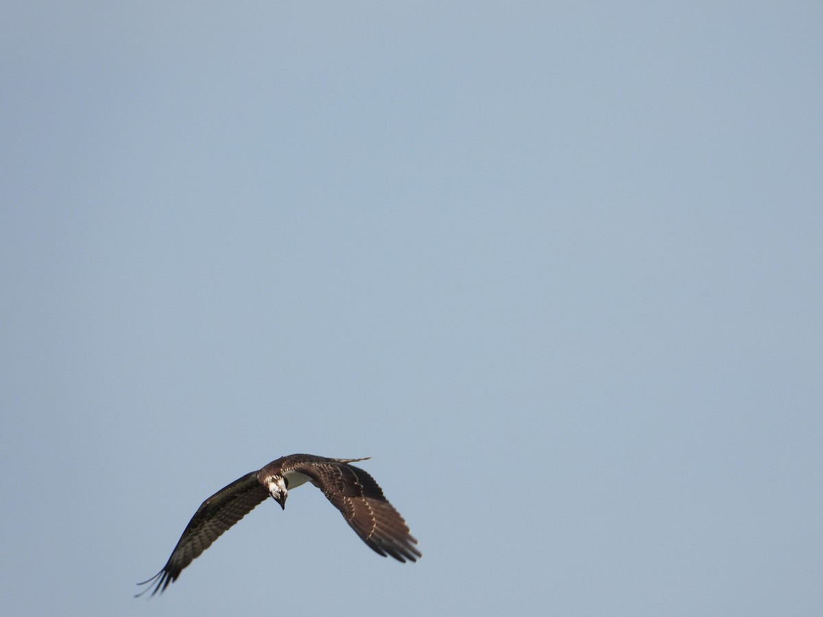 Osprey - Rick Luehrs