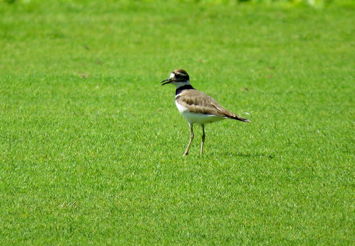 Killdeer - ML48468811