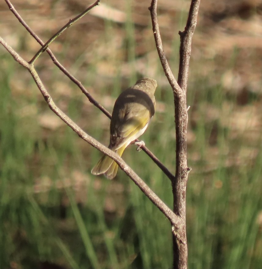 Brown Honeyeater - ML484689301