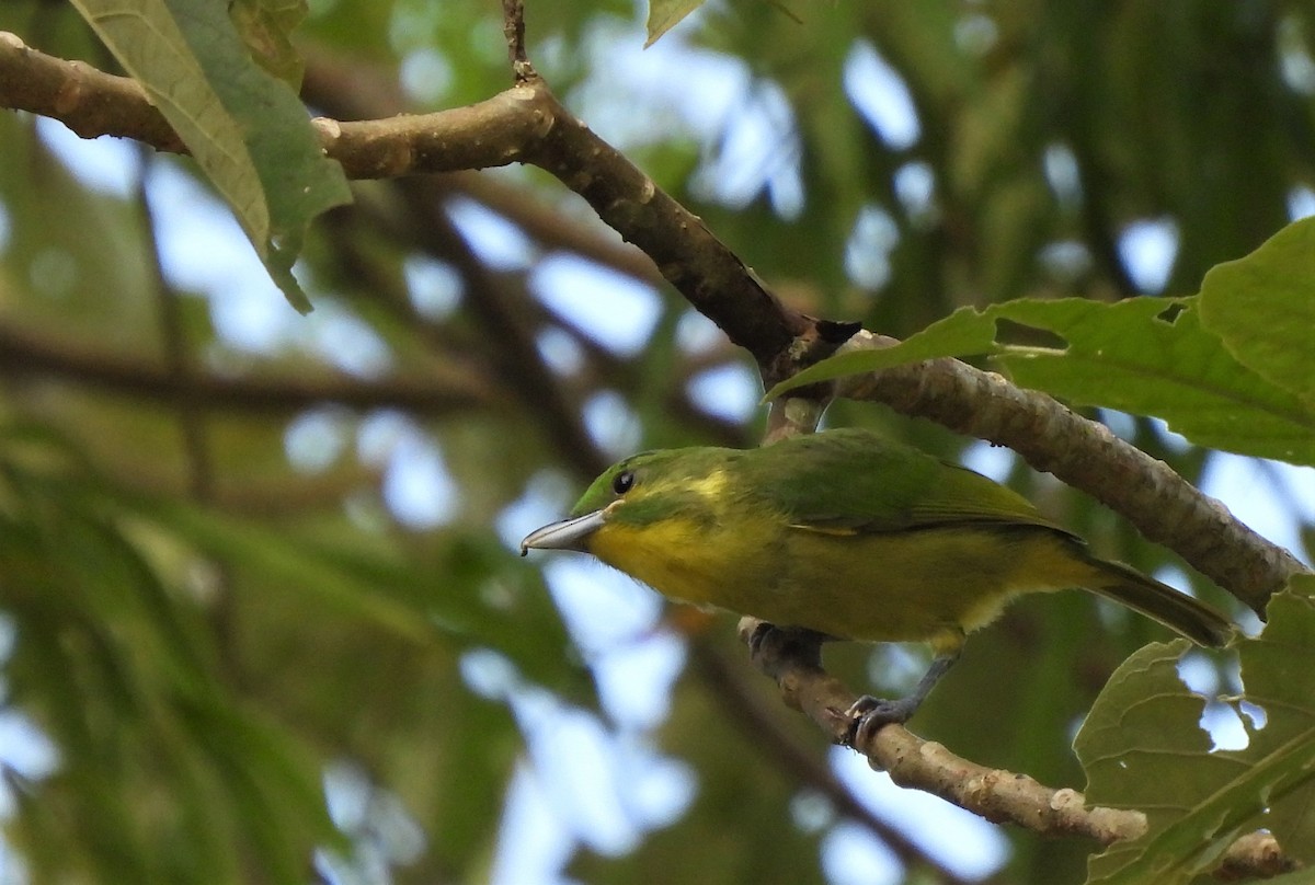 Green Shrike-Vireo - Carlos Mancera (Tuxtla Birding Club)