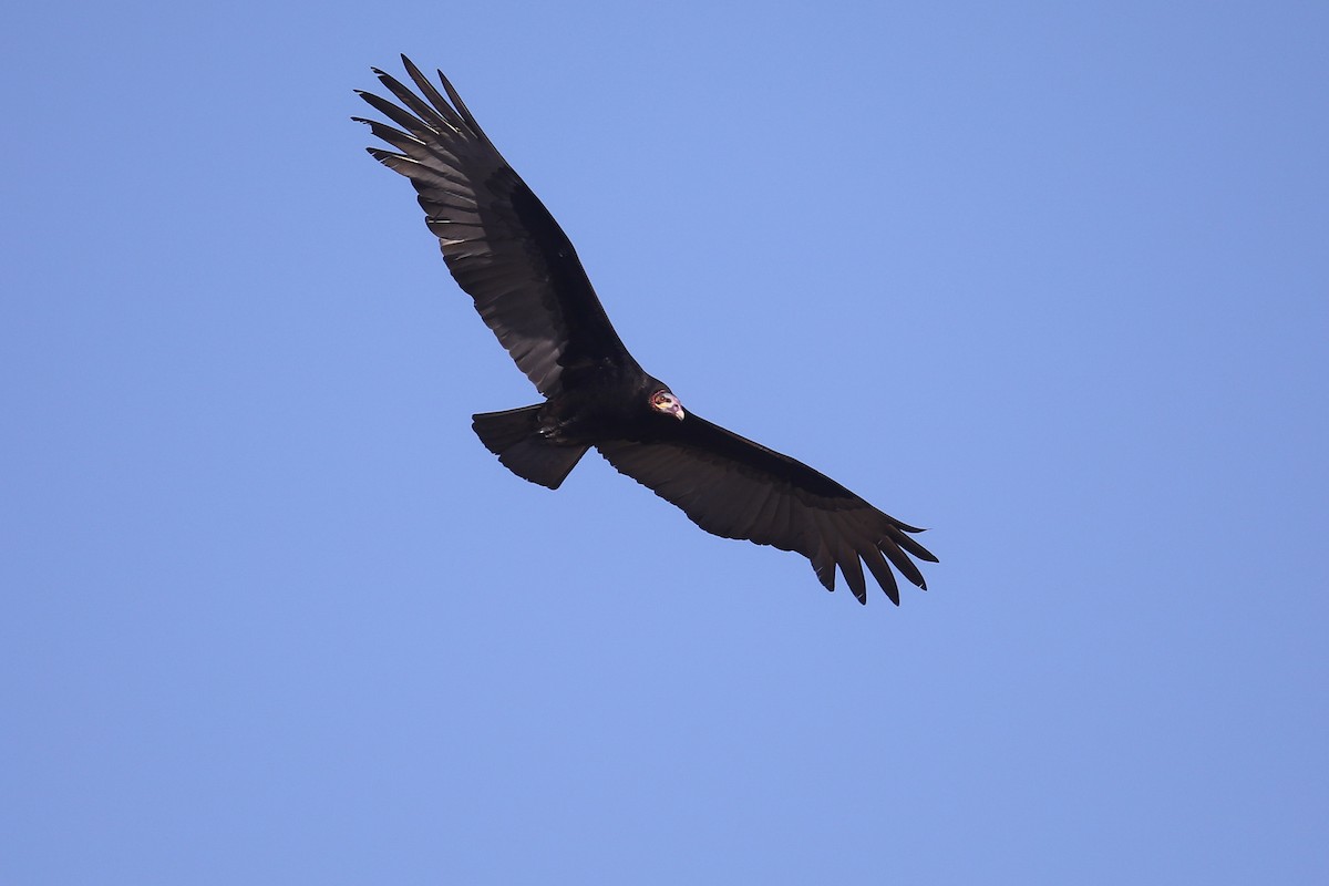 Lesser Yellow-headed Vulture - ML484689761