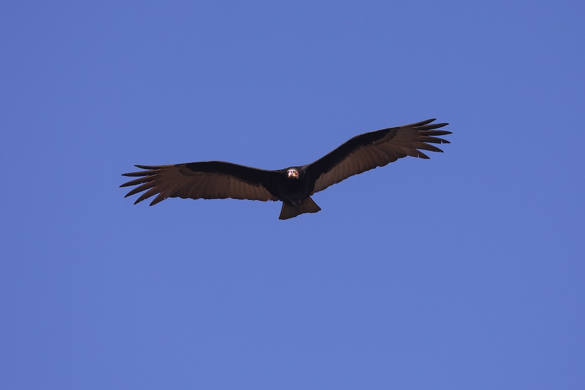 Lesser Yellow-headed Vulture - ML484689771