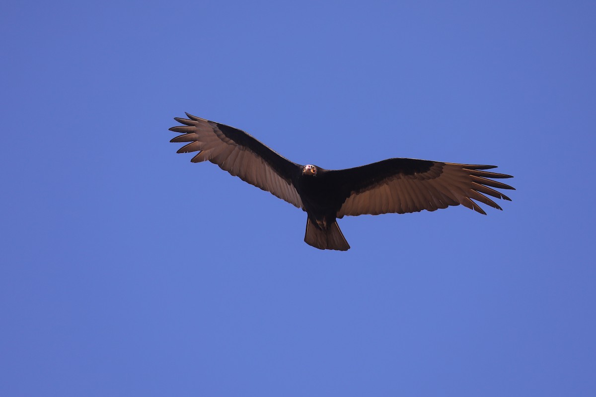 Lesser Yellow-headed Vulture - ML484689791