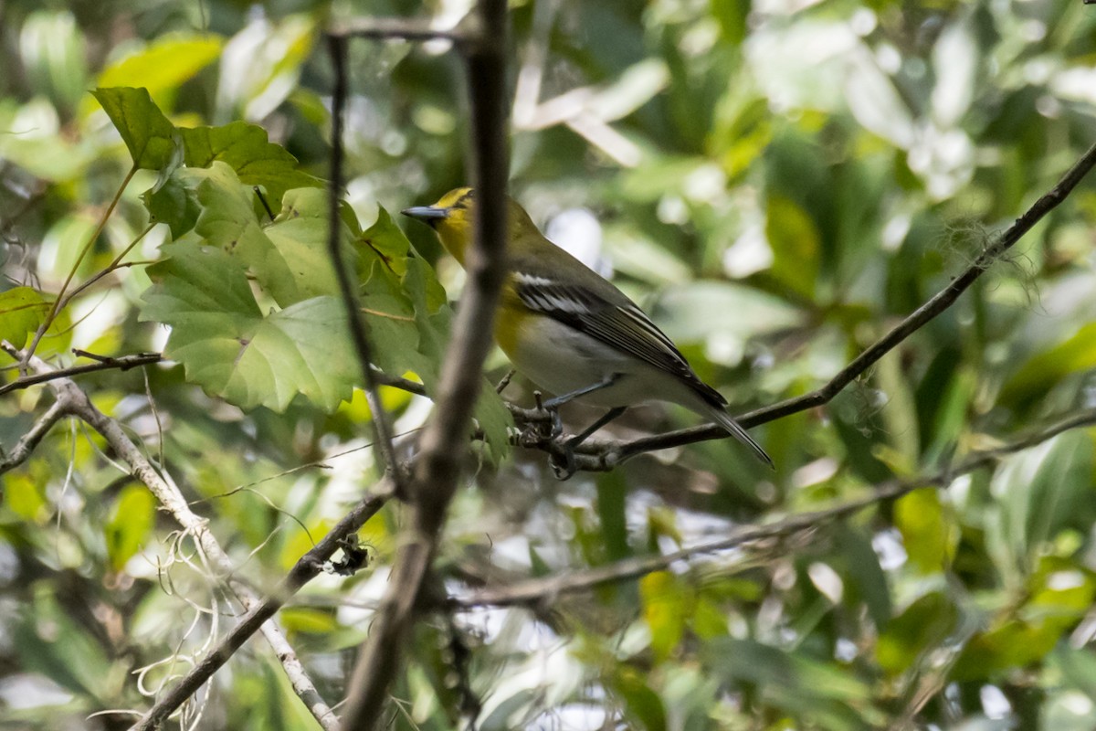 Yellow-throated Vireo - ML484689971