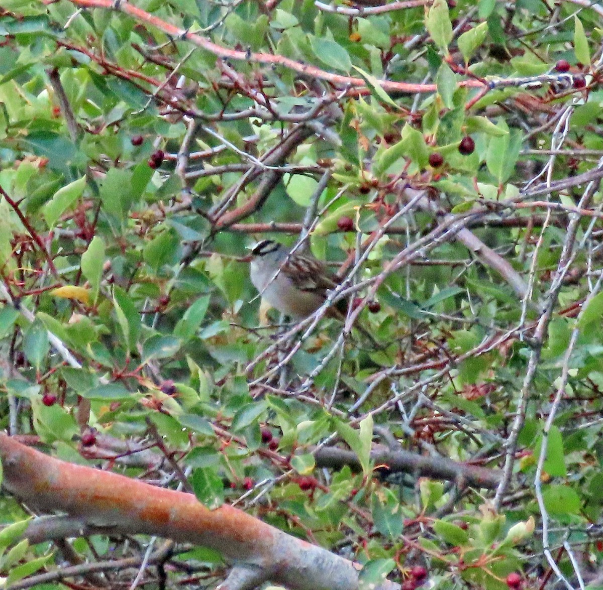 White-crowned Sparrow (oriantha) - JoAnn Potter Riggle 🦤