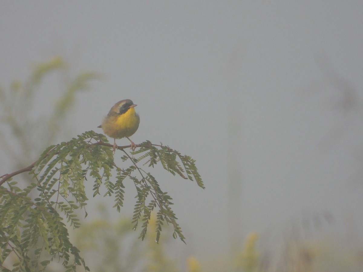 Common Yellowthroat - ML484690721