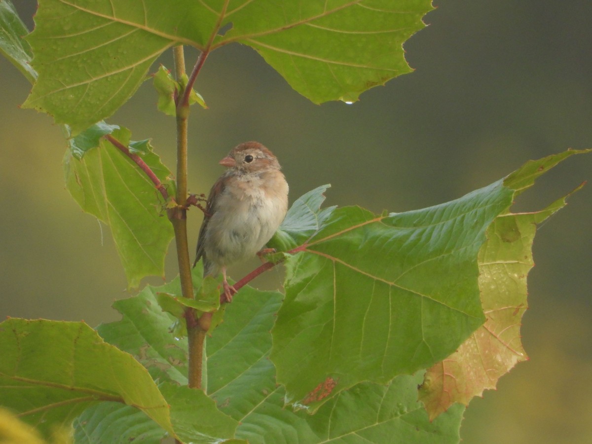 Field Sparrow - ML484690731