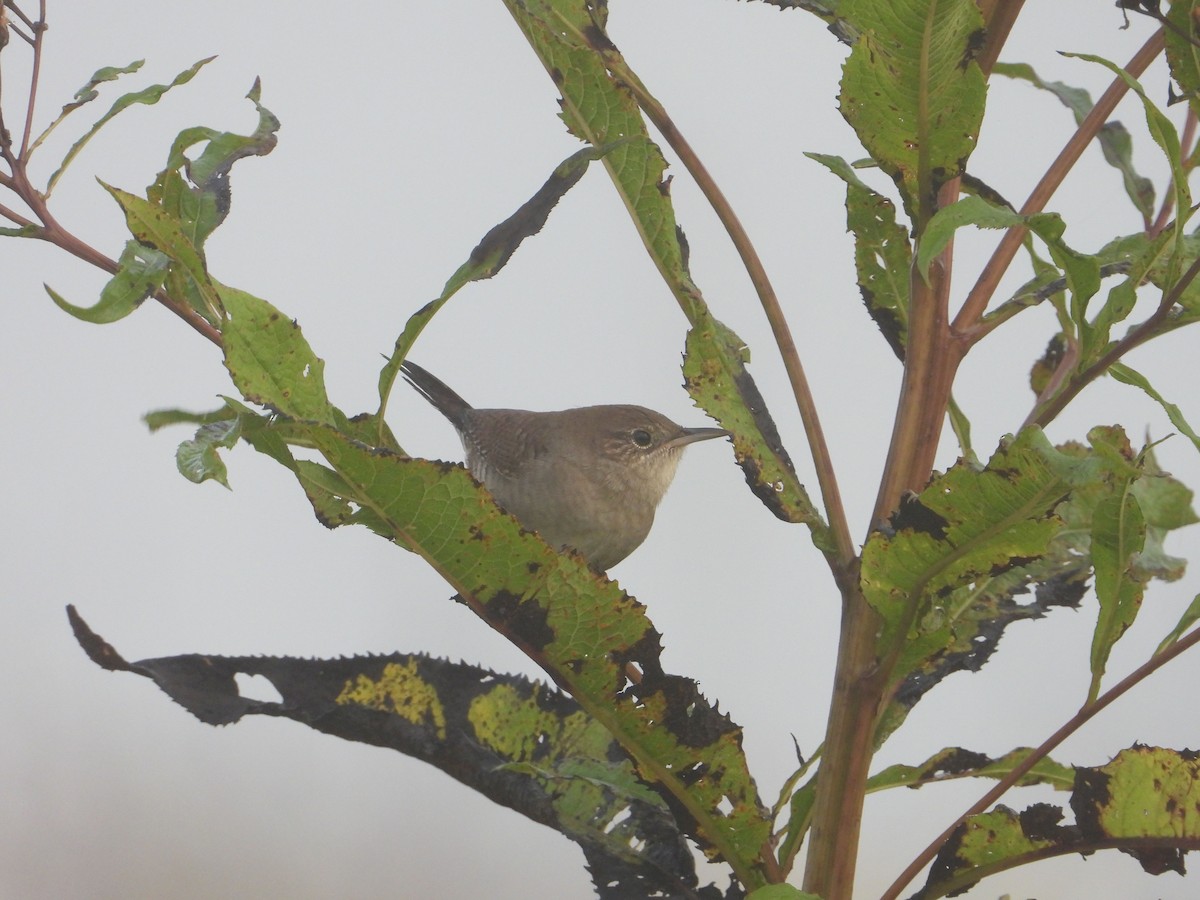 Northern House Wren - ML484690921