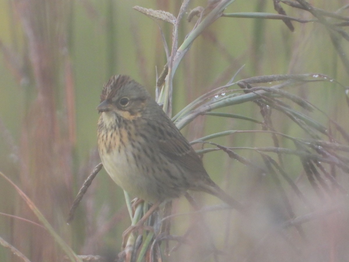 Lincoln's Sparrow - ML484691051