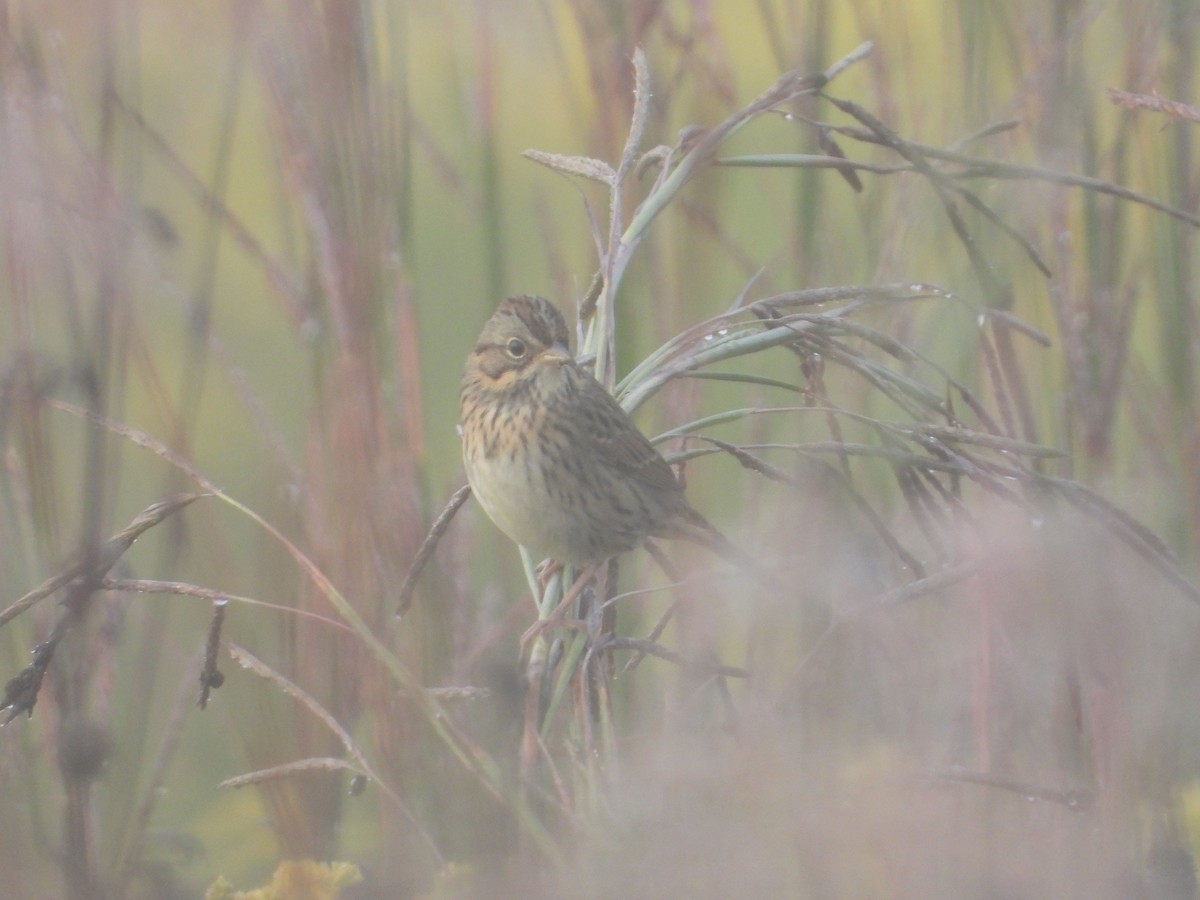 Lincoln's Sparrow - ML484691061