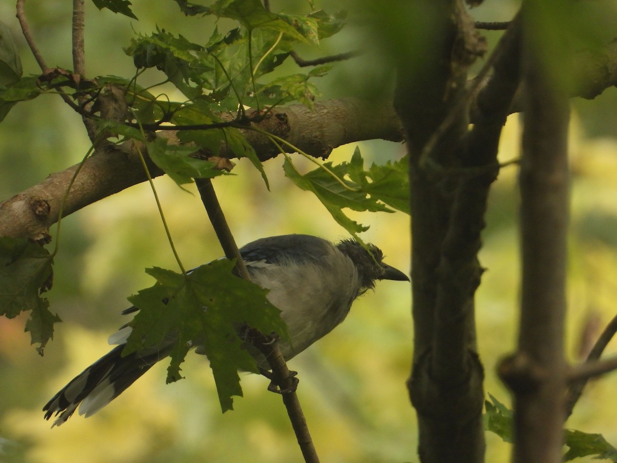 Blue Jay - ML484691151