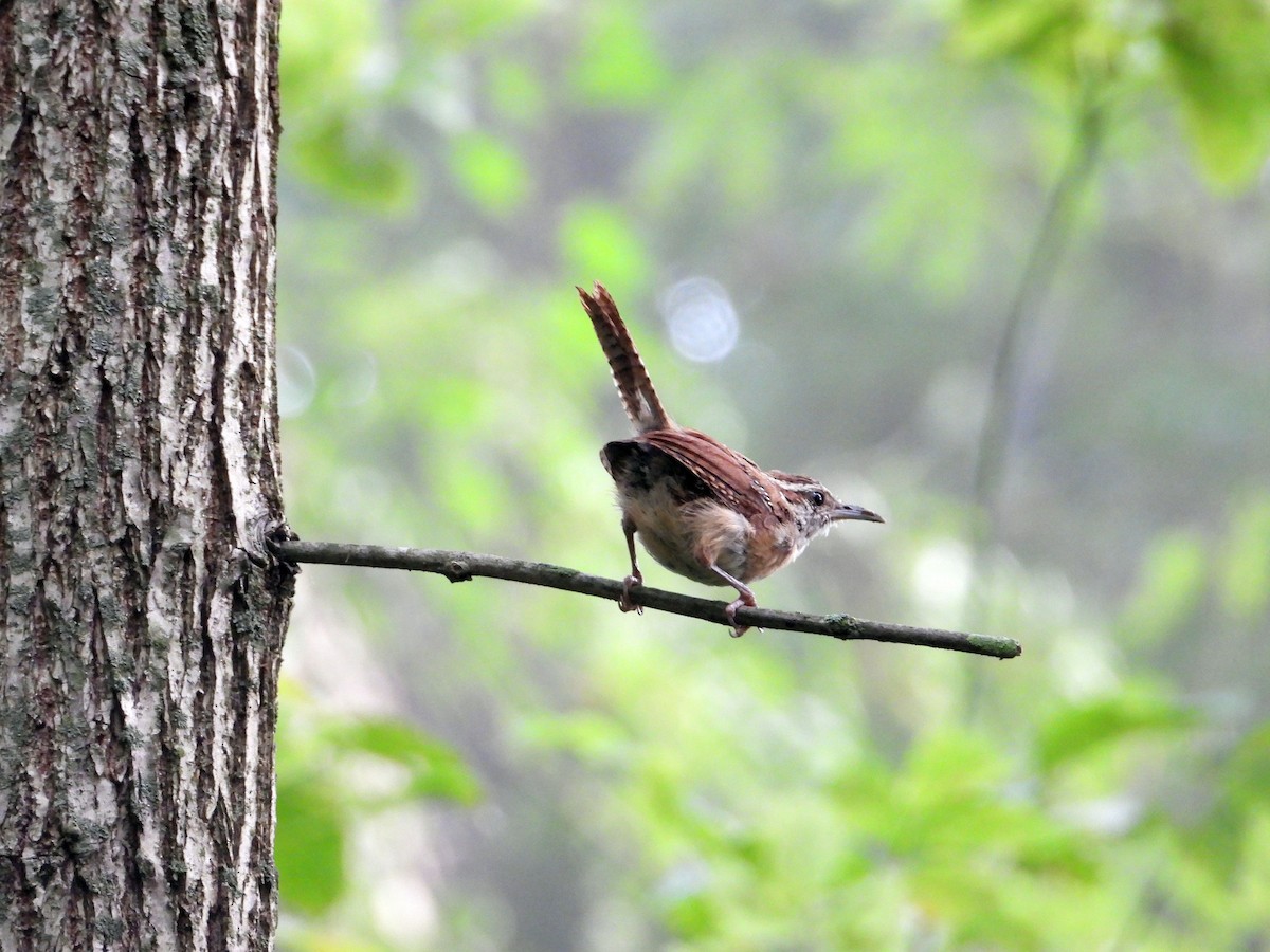 Carolina Wren - ML484691181