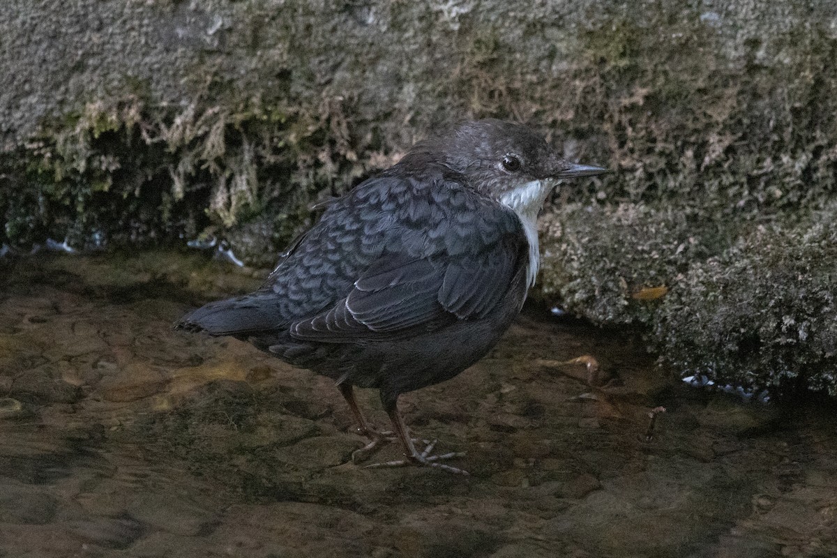 White-throated Dipper - ML484691281