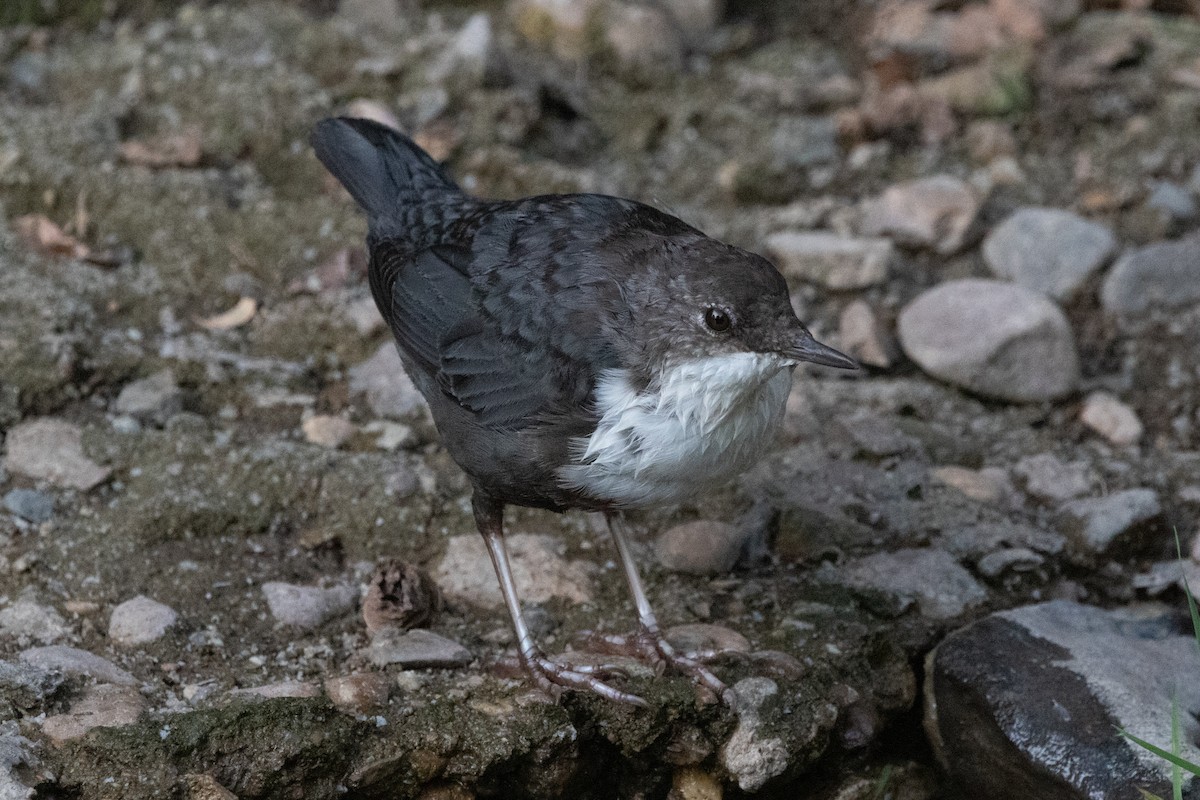 White-throated Dipper - ML484691291