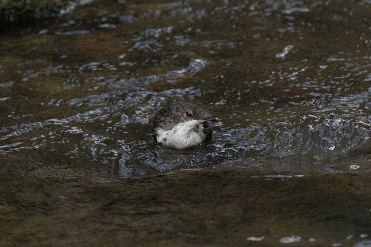 White-throated Dipper - ML484691301