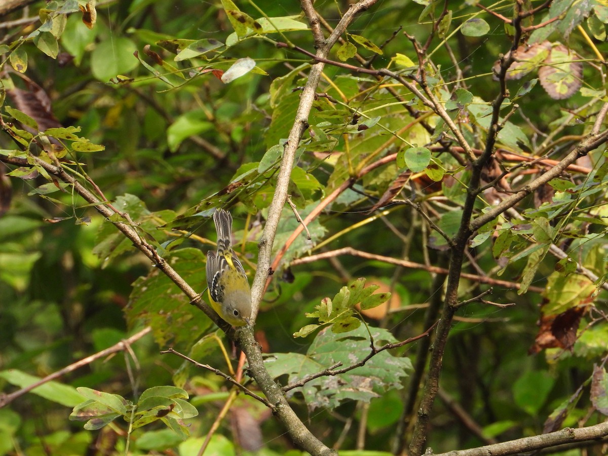 Magnolia Warbler - ML484691361