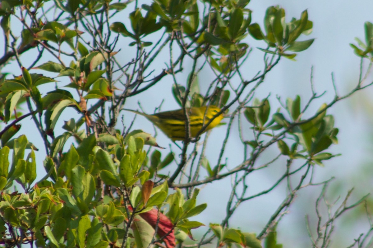 Prairie Warbler - Spencer Hildie