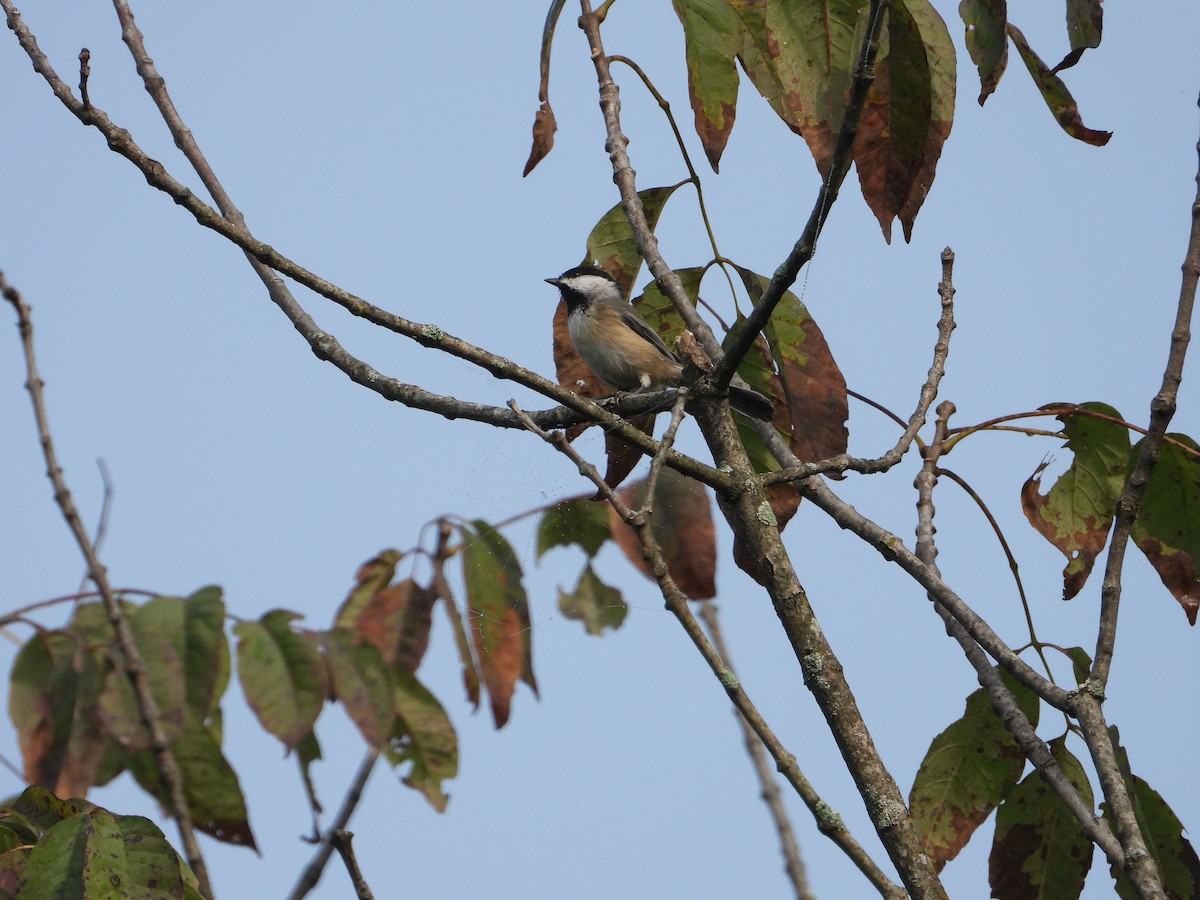 Carolina Chickadee - ML484691491