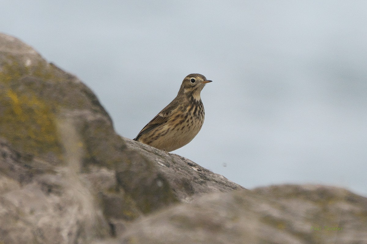 American Pipit - Paul Tavares
