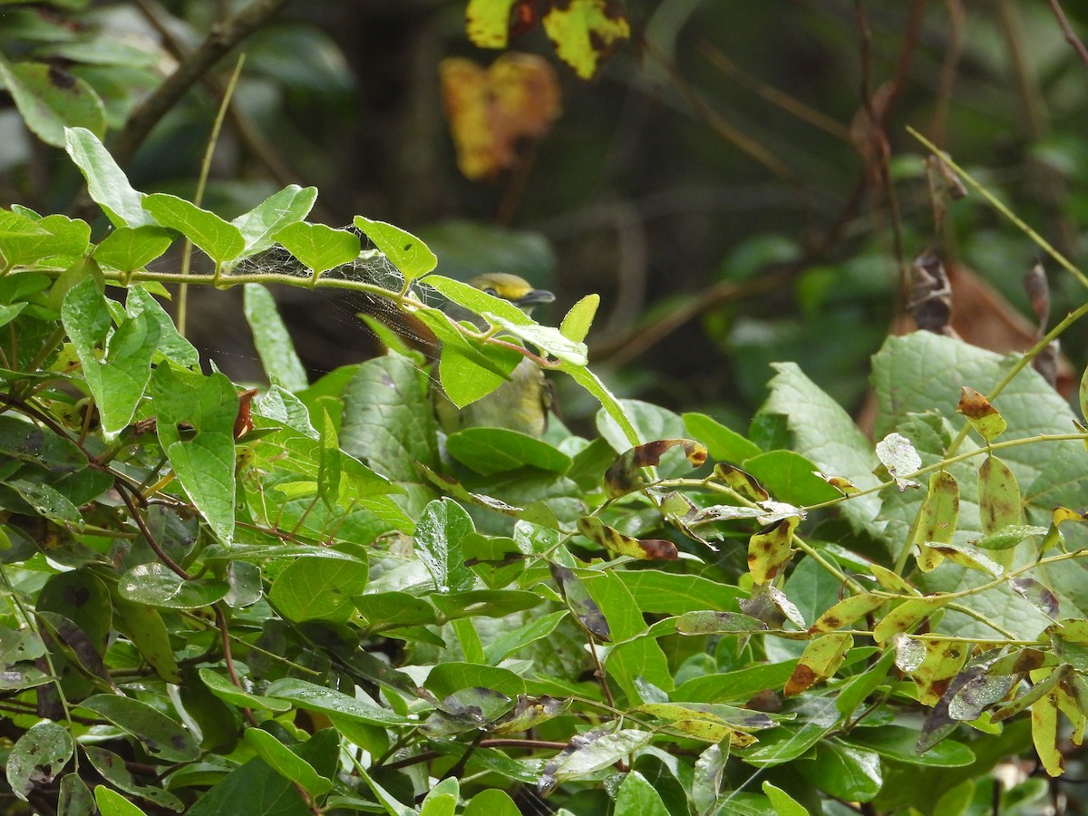 White-eyed Vireo - ML484691701