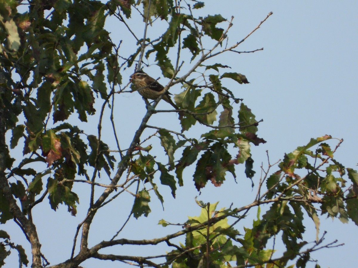 Rose-breasted Grosbeak - ML484691721